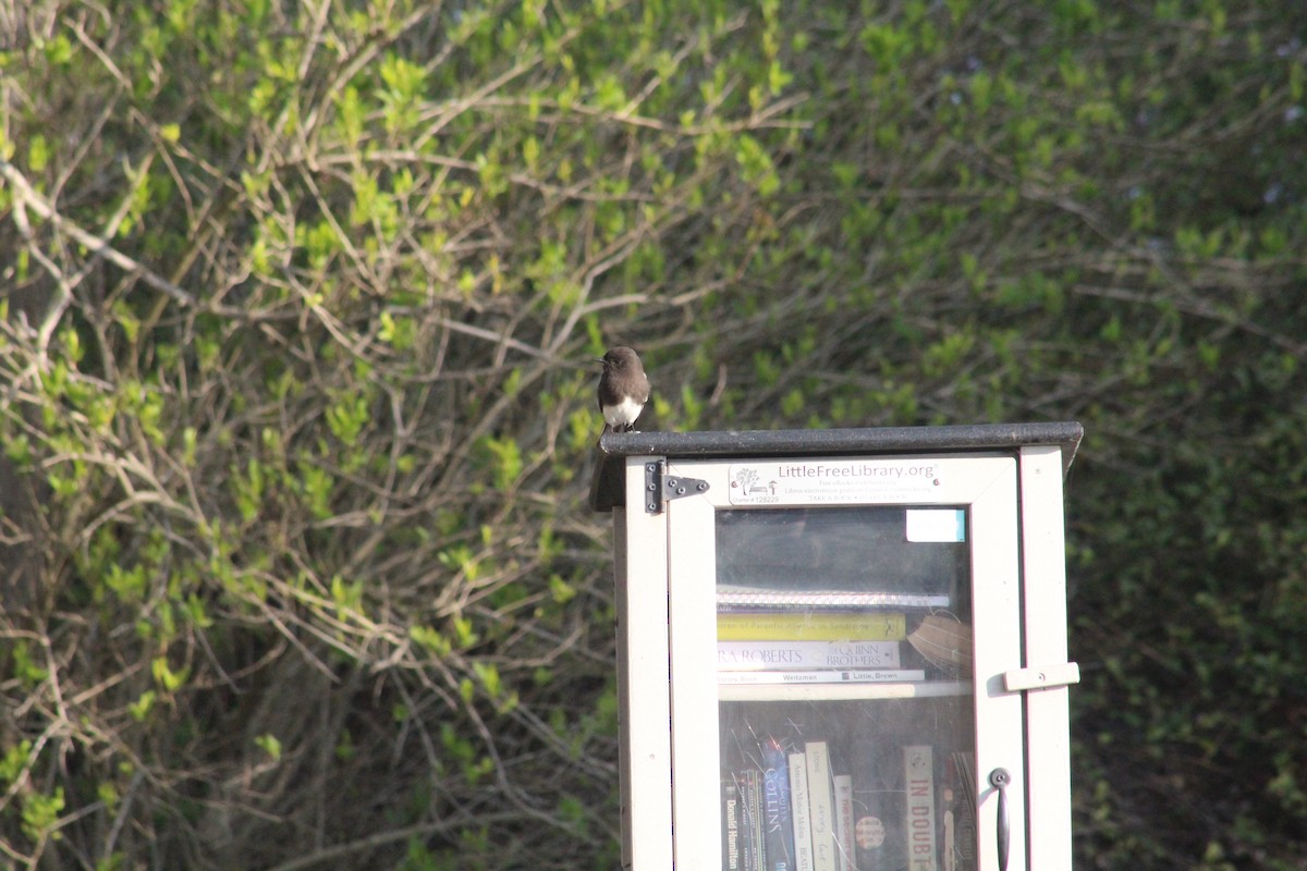 Black Phoebe - ML646976320