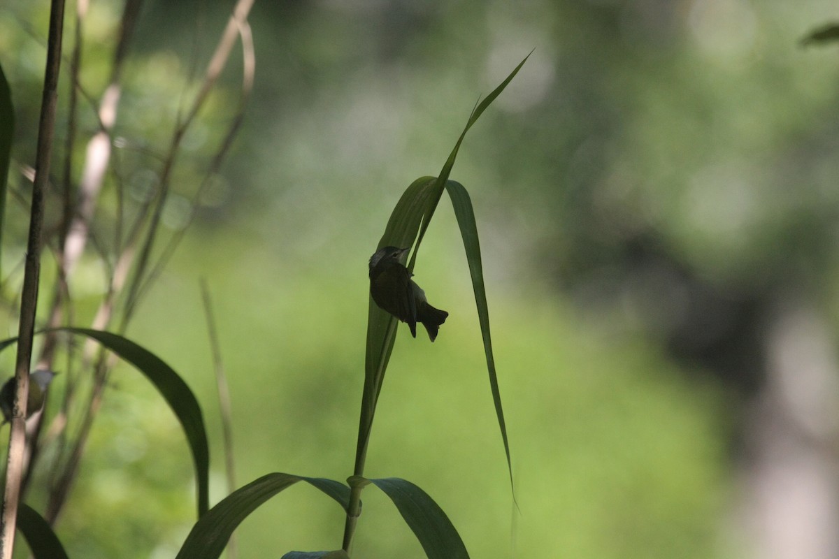 Reinita de Tennessee - ML646976321