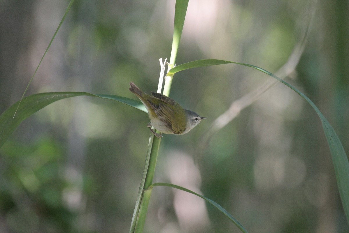 Reinita de Tennessee - ML646976322