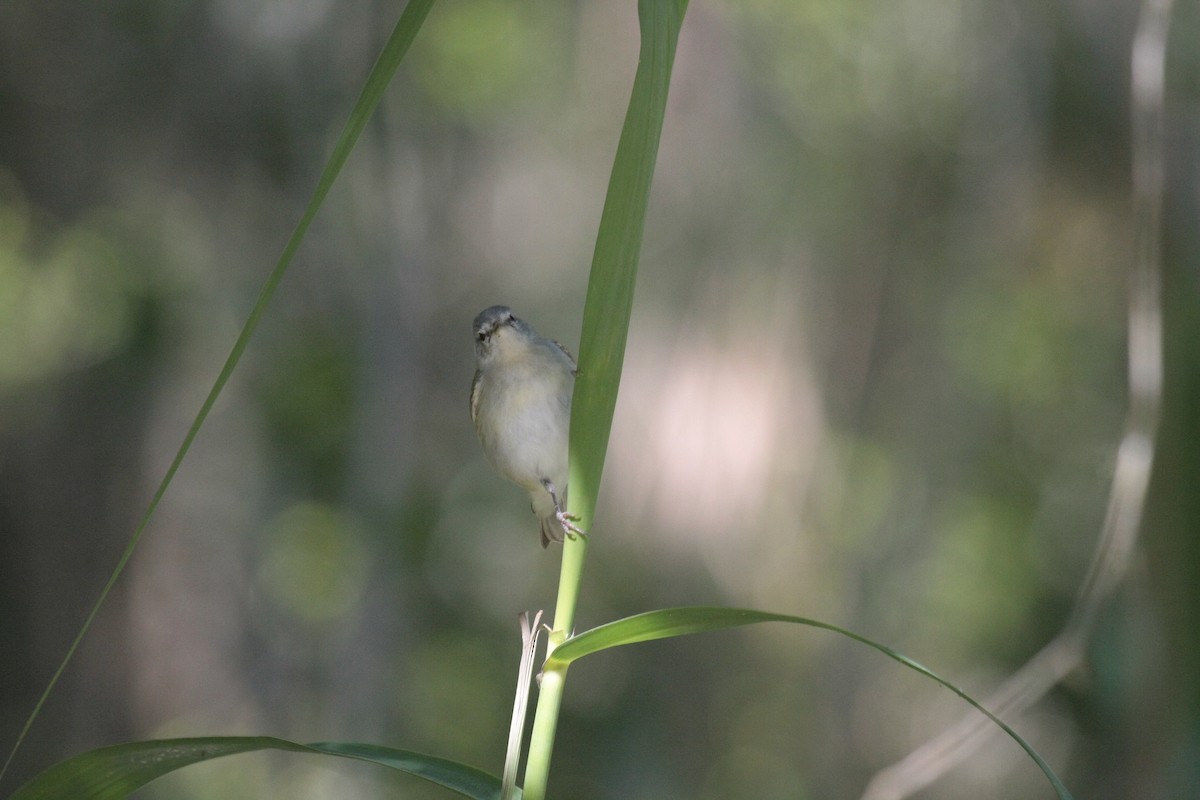 Reinita de Tennessee - ML646976323