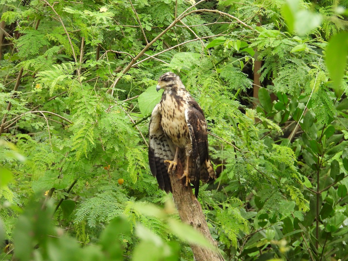 Common Black Hawk - ML646976324