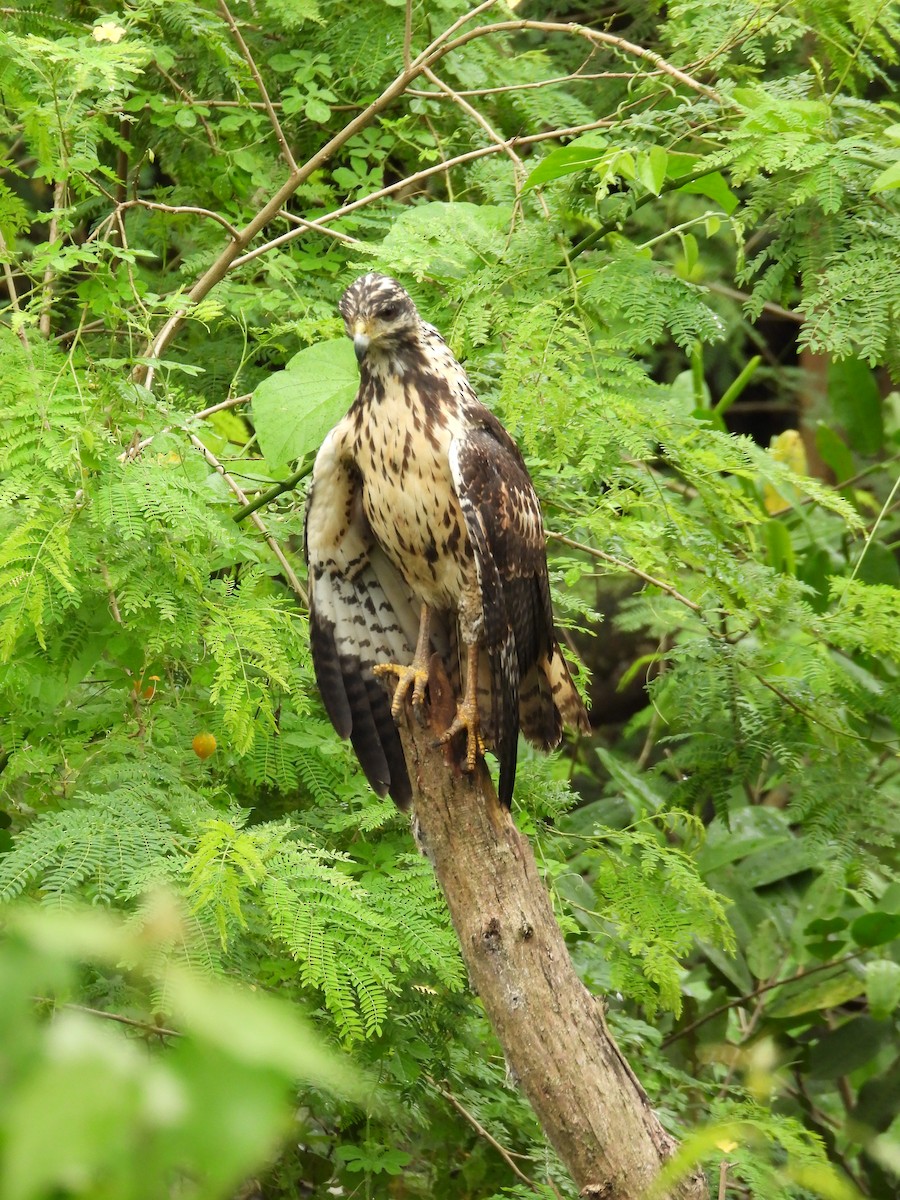 Common Black Hawk - ML646976325