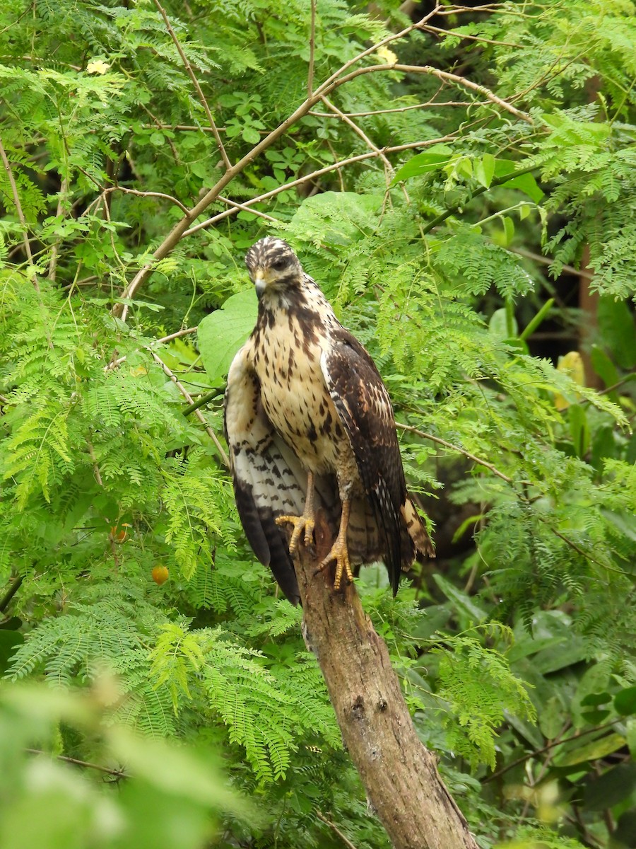 Common Black Hawk - ML646976326