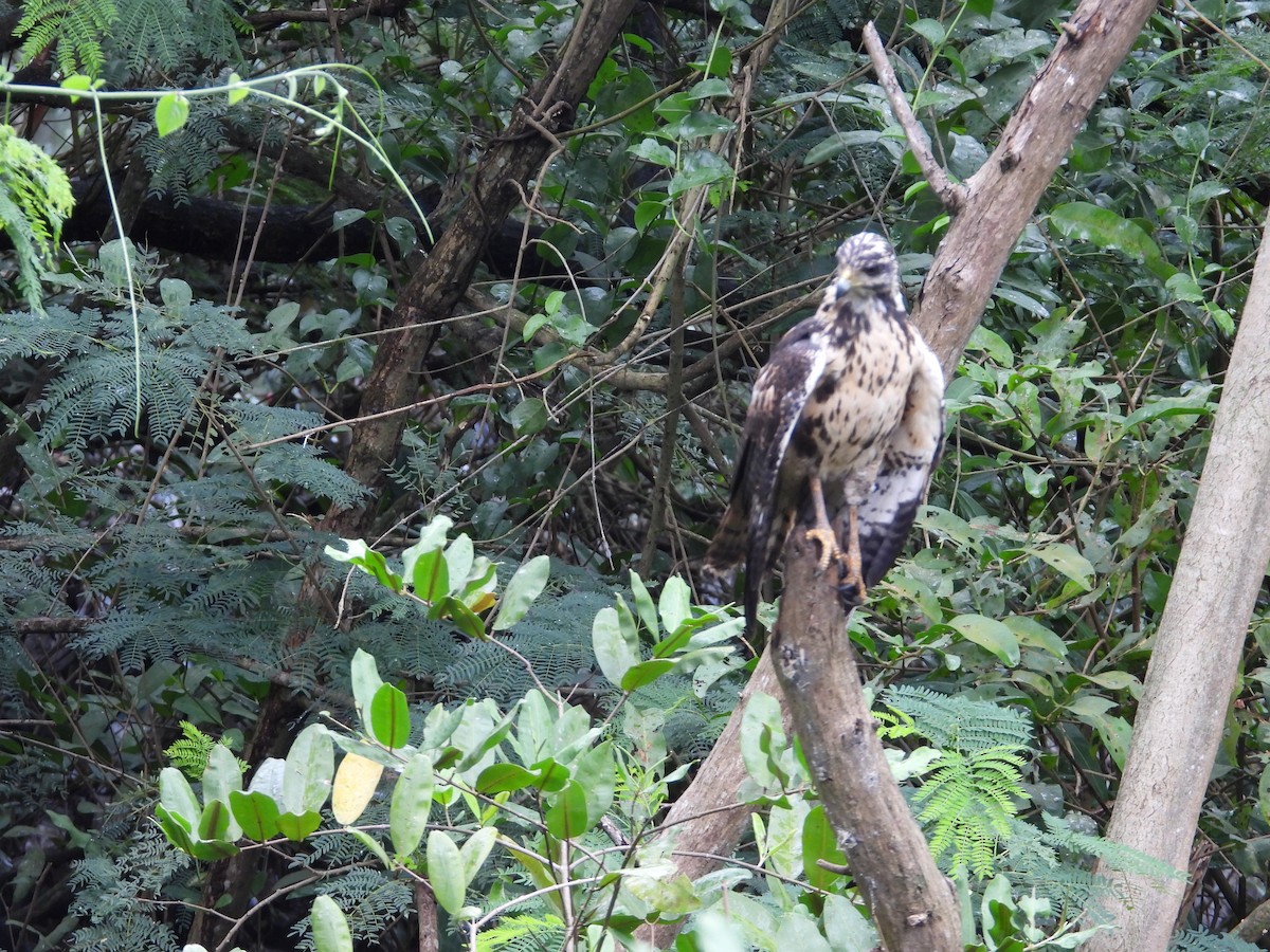 Common Black Hawk - ML646976327