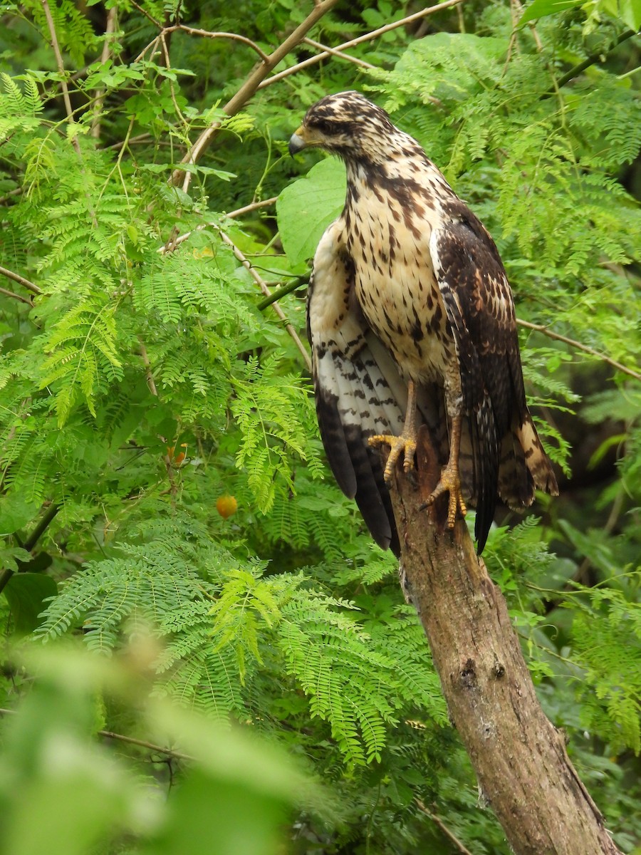 Common Black Hawk - ML646976328