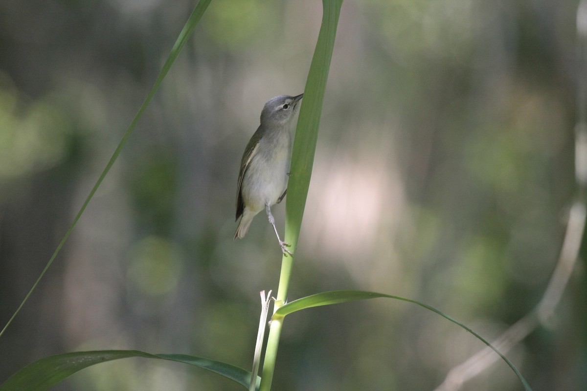 Reinita de Tennessee - ML646976329