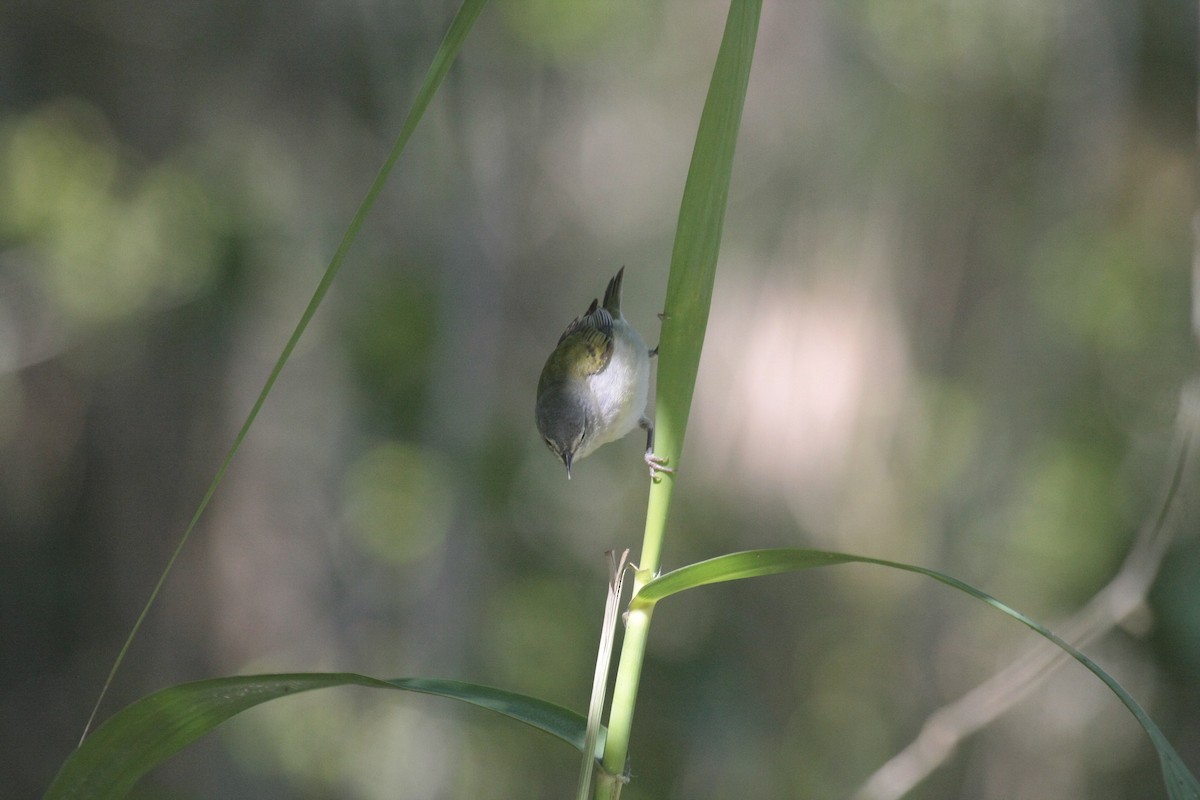 Reinita de Tennessee - ML646976330