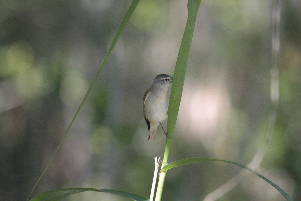 Reinita de Tennessee - ML646976331