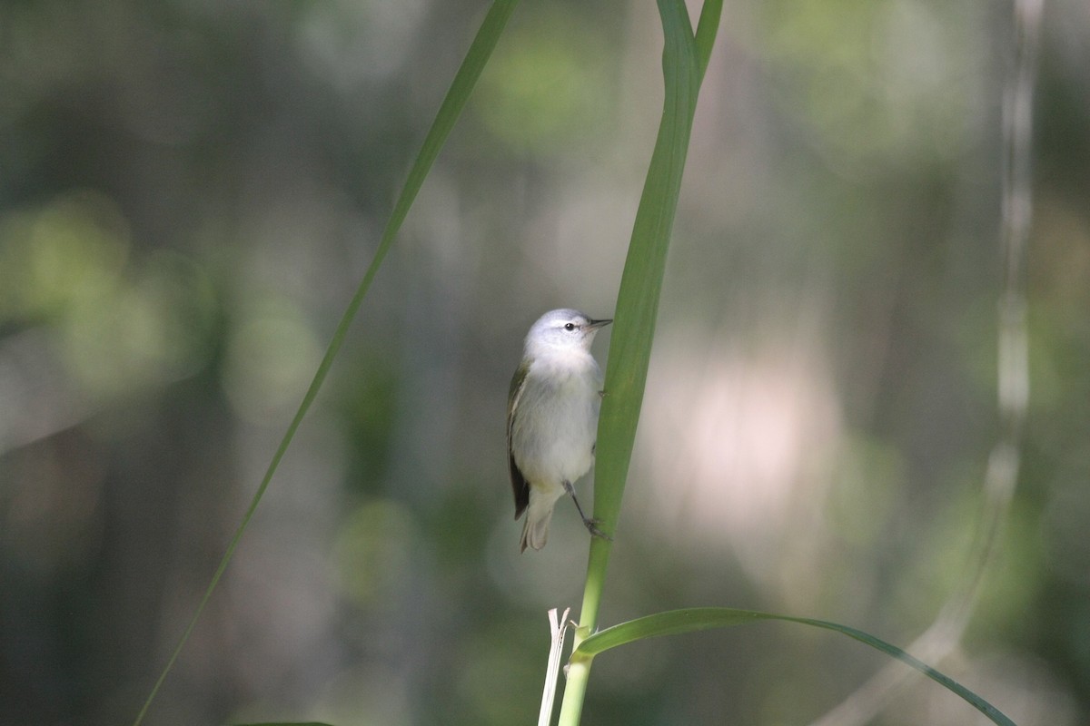 Reinita de Tennessee - ML646976332