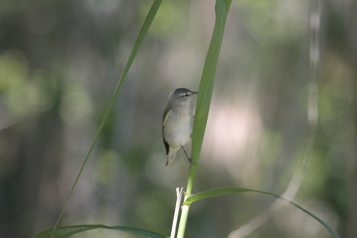 Reinita de Tennessee - ML646976333