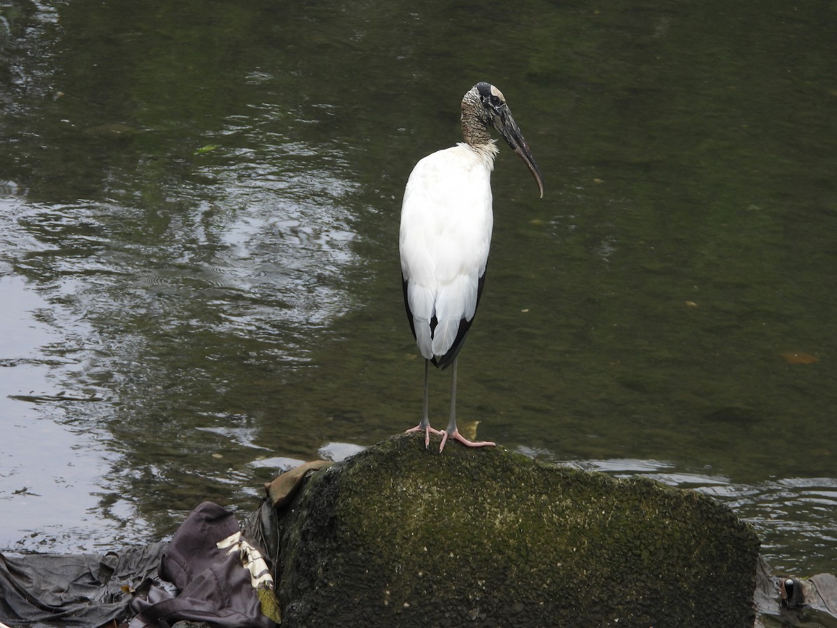 Wood Stork - ML646976339