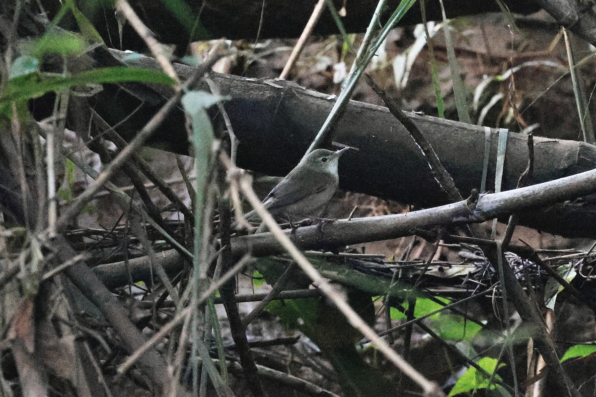 布氏葦鶯 - ML646976341