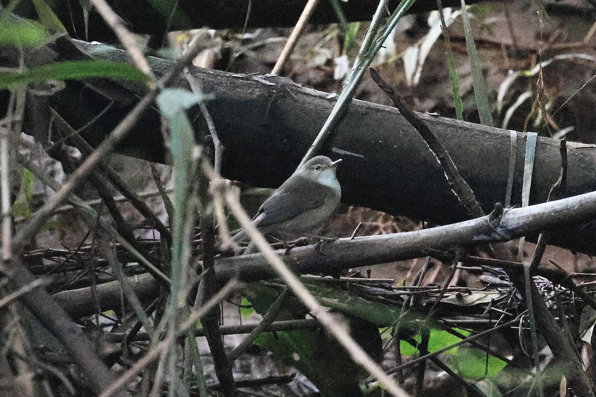 布氏葦鶯 - ML646976342