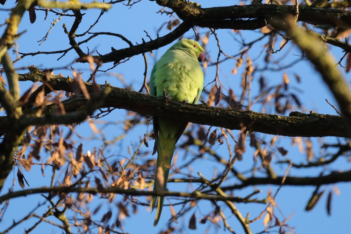 Rose-ringed Parakeet - ML646976343