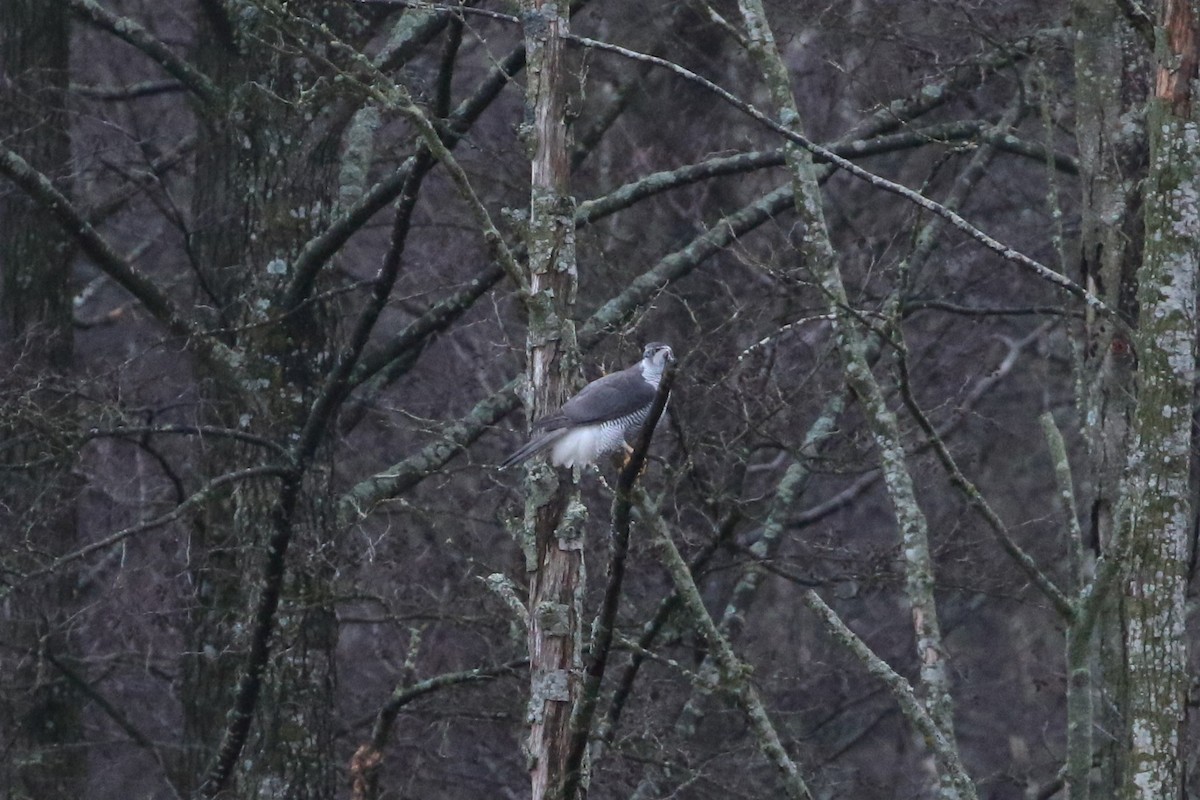 Aztore eurasiarra - ML646976344