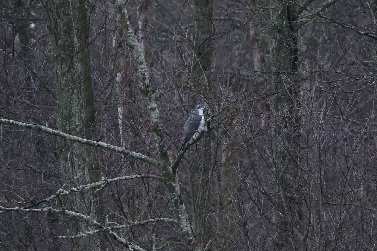 Aztore eurasiarra - ML646976345