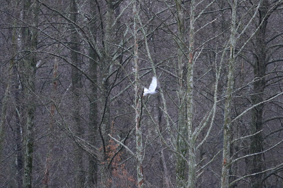 Aztore eurasiarra - ML646976346