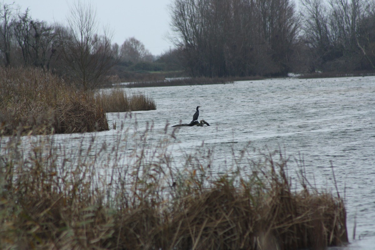 storskarv - ML646976347