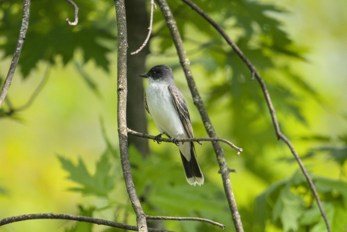 Tyran tritri - ML646976348