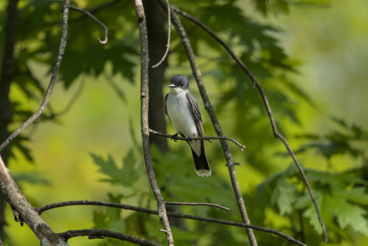 Tyran tritri - ML646976349