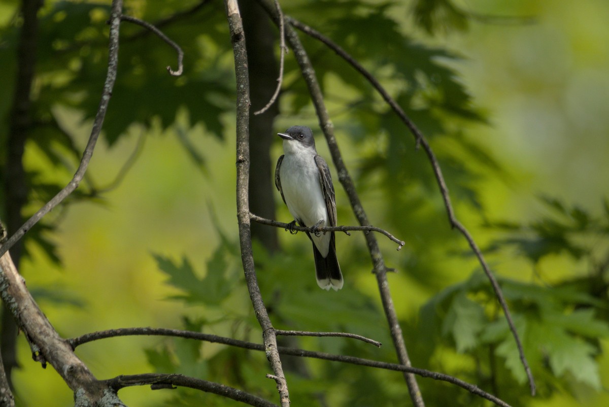 Tyran tritri - ML646976350