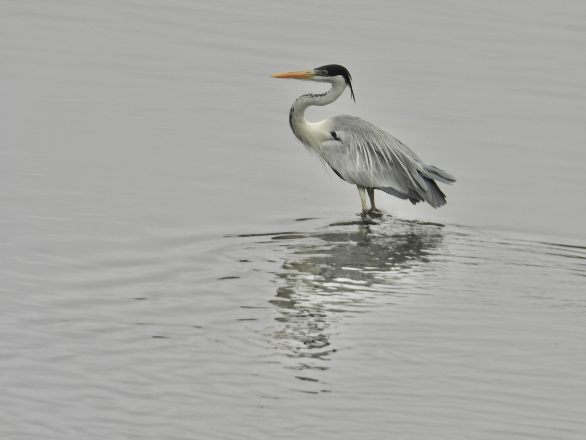 Cocoi Heron - ML646976351