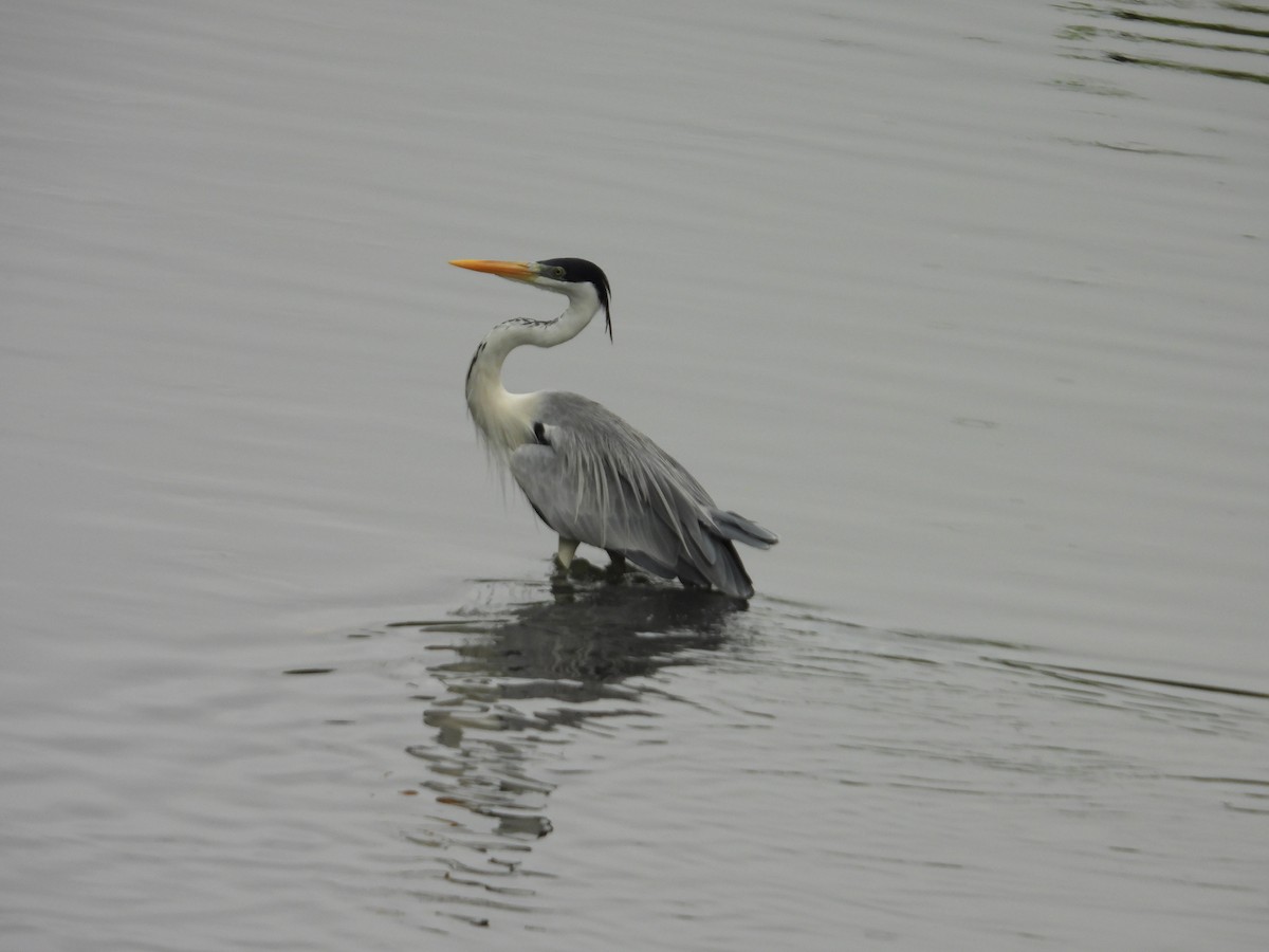 Cocoi Heron - ML646976352