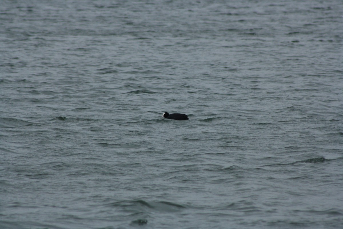 sothøne - ML646976353