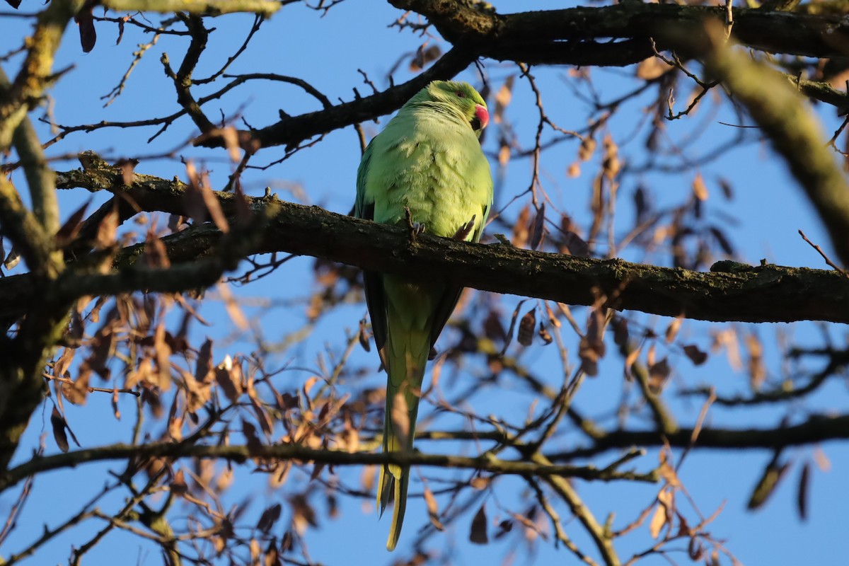 Rose-ringed Parakeet - ML646976354