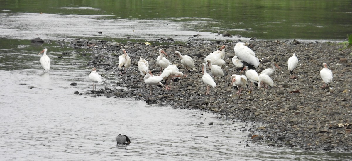 White Ibis - ML646976355