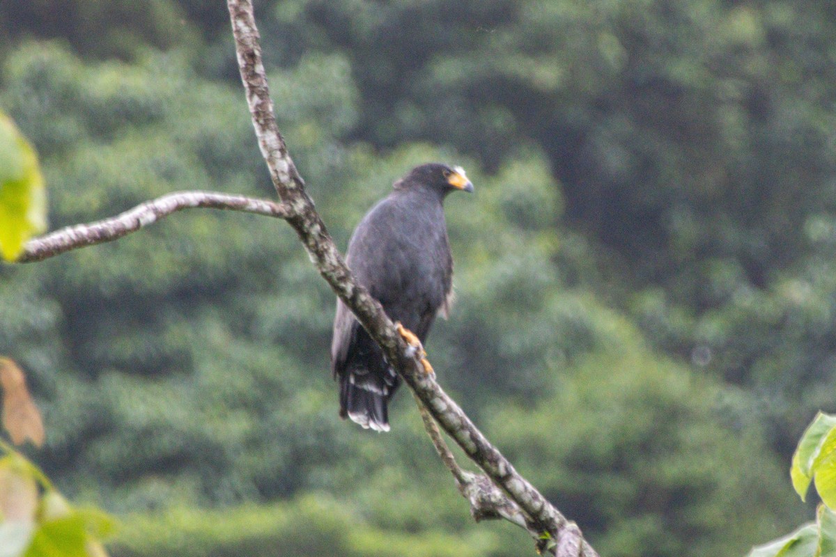 Buse noire - ML646976357