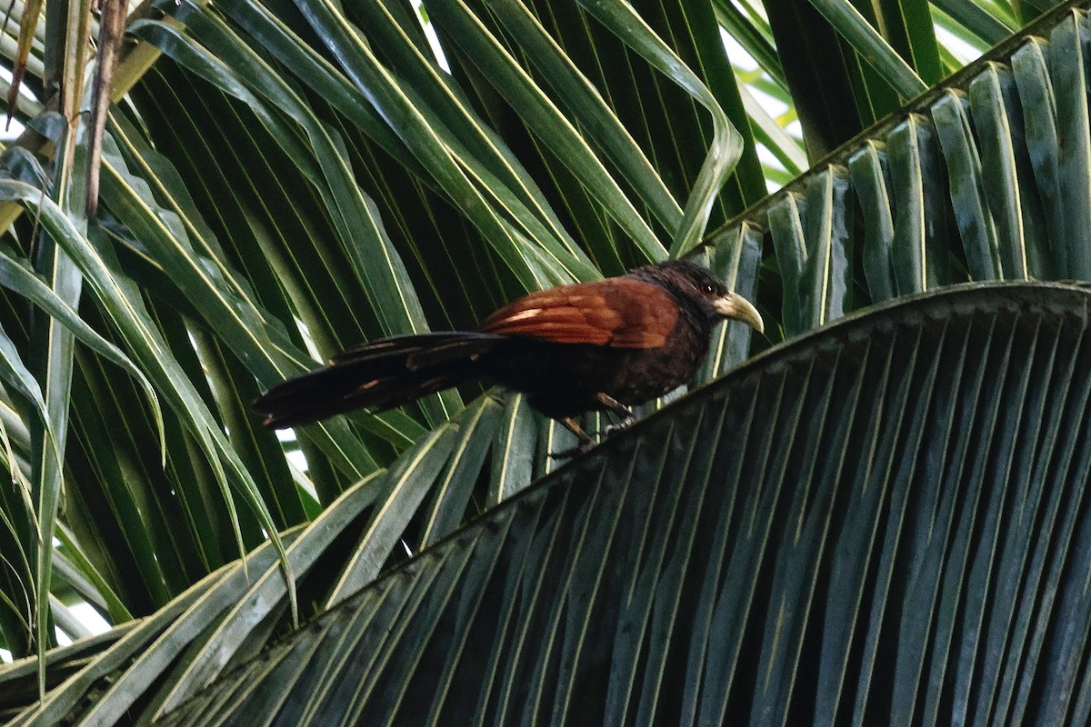 Green-billed Coucal - ML646976360