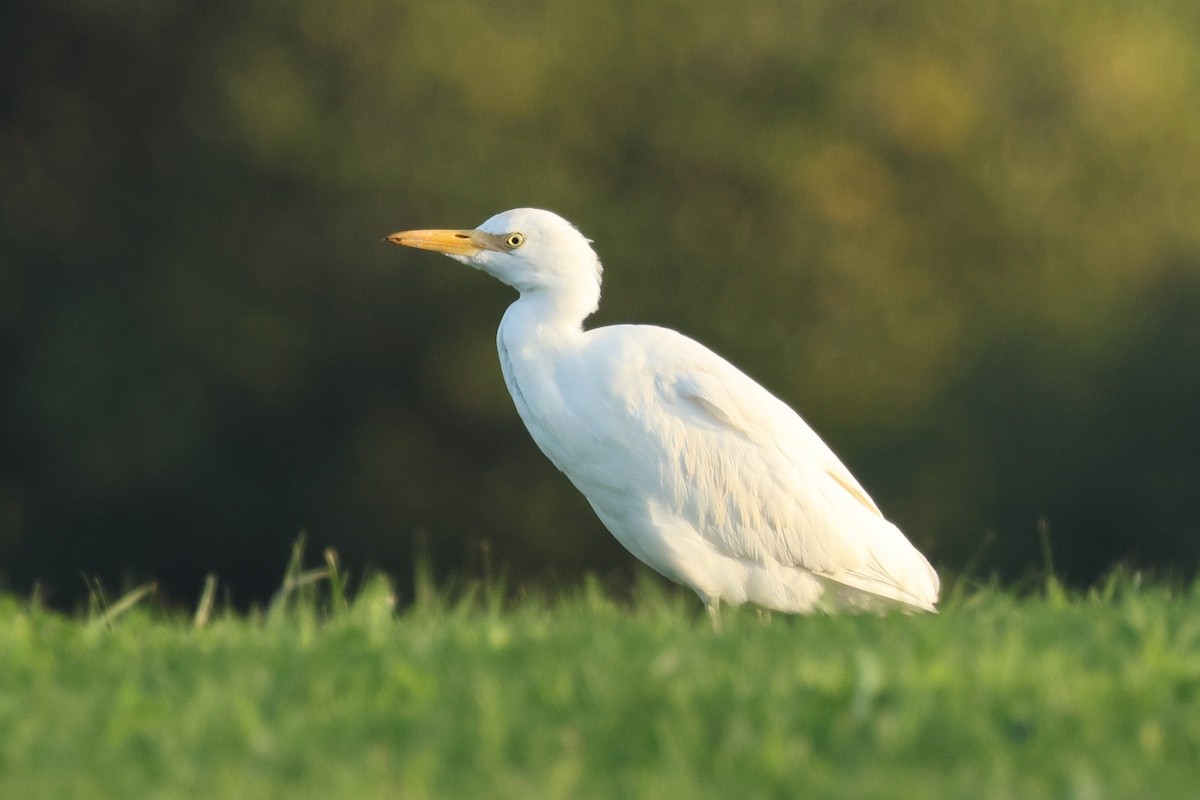 Koartzatxo itzaina - ML646976363