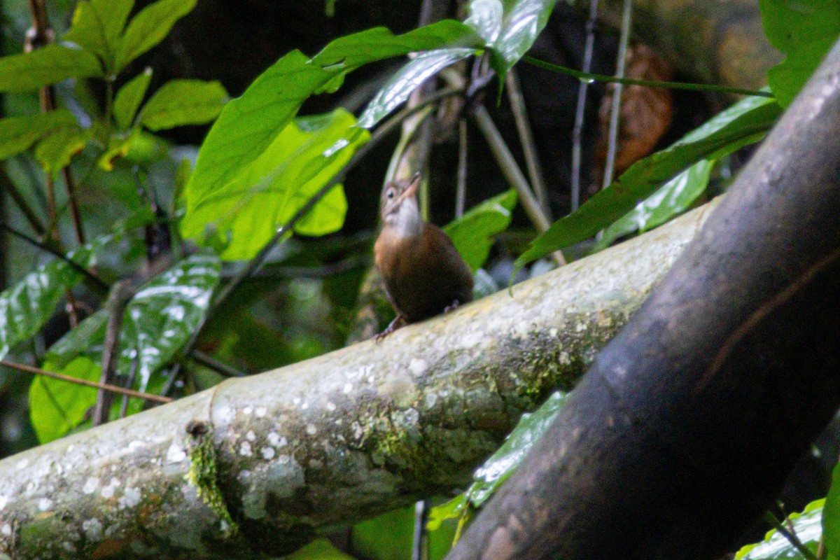 Sclérure à gorge grise - ML646976364