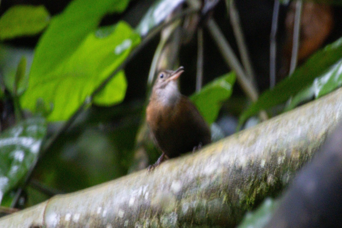 Sclérure à gorge grise - ML646976365