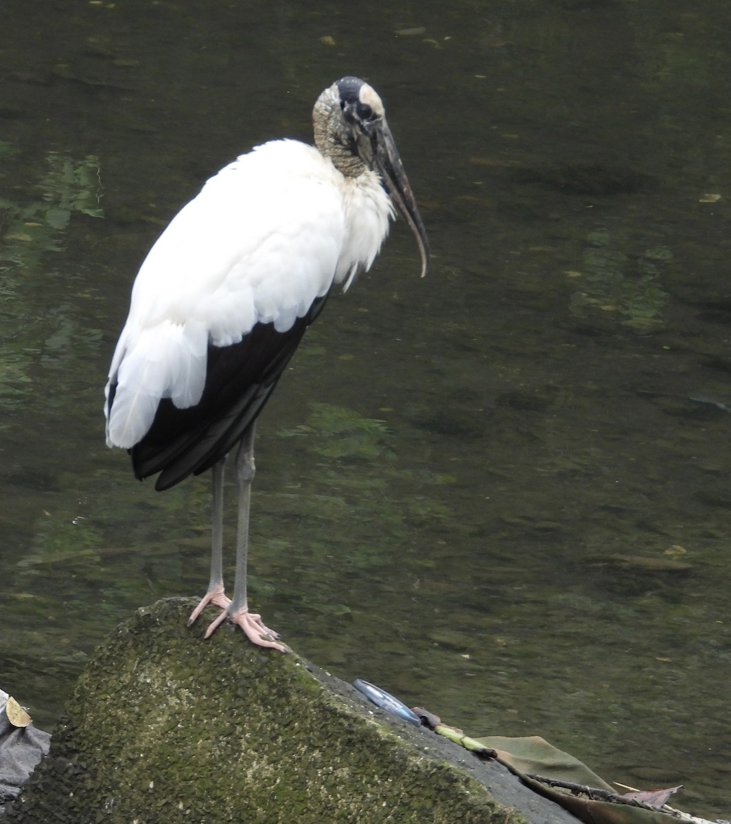 Wood Stork - ML646976366