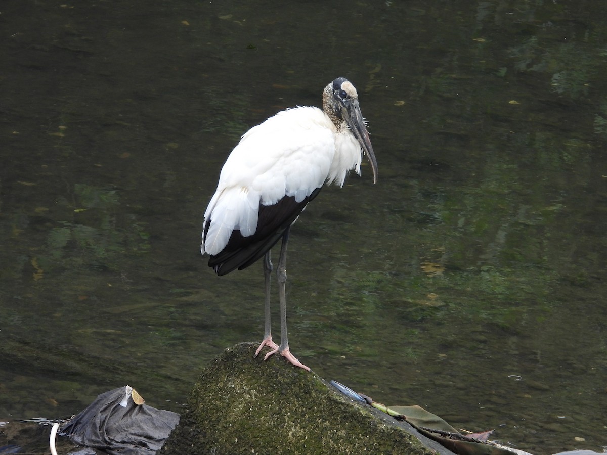 Wood Stork - ML646976368