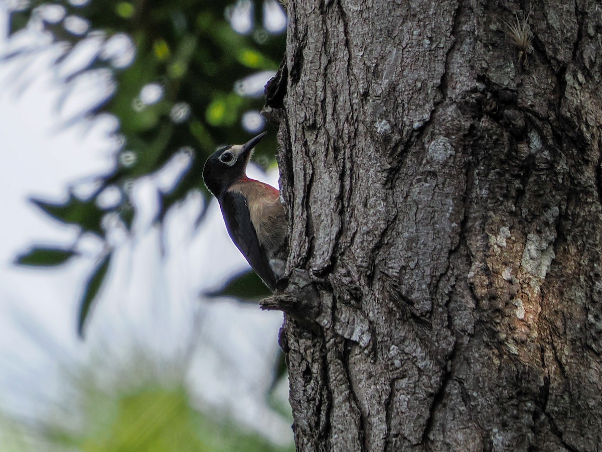 Porto Riko Ağaçkakanı - ML646976384