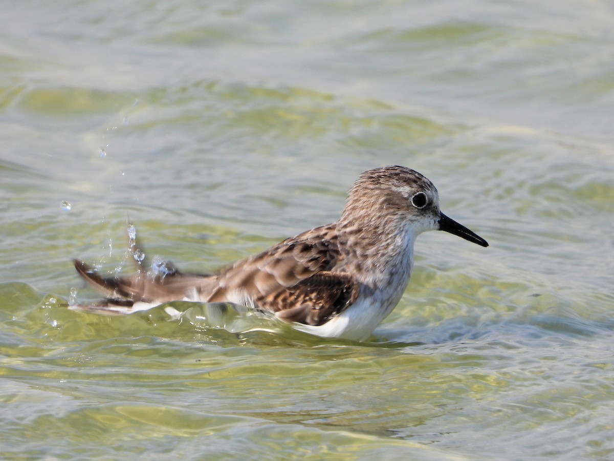 Küçük Kumkuşu - ML646976388