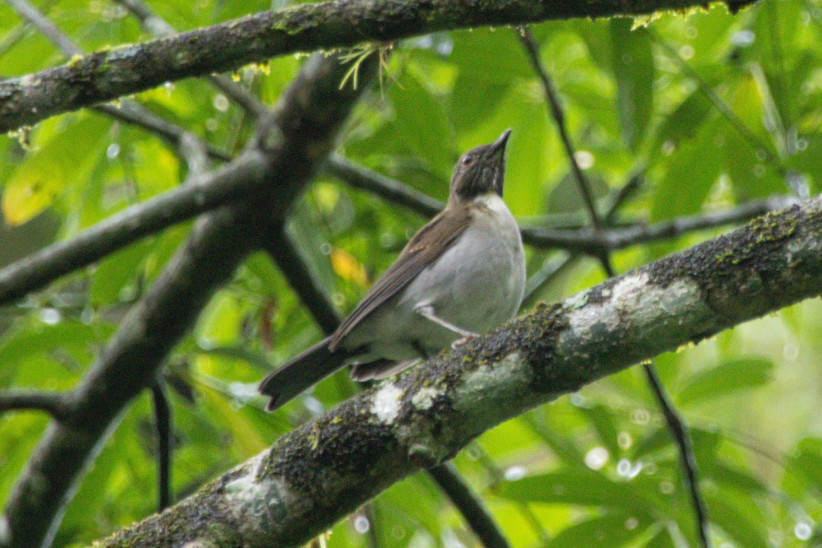 Merle à col blanc - ML646976390