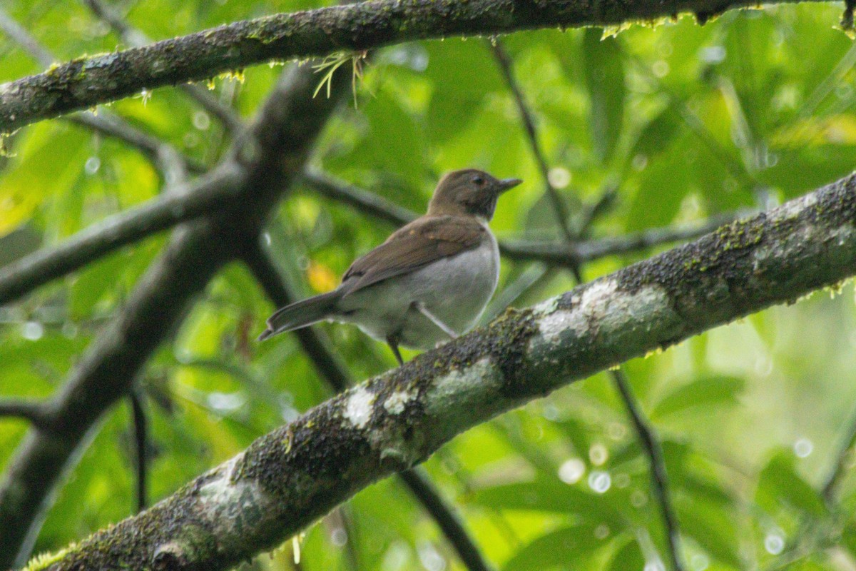 Merle à col blanc - ML646976391