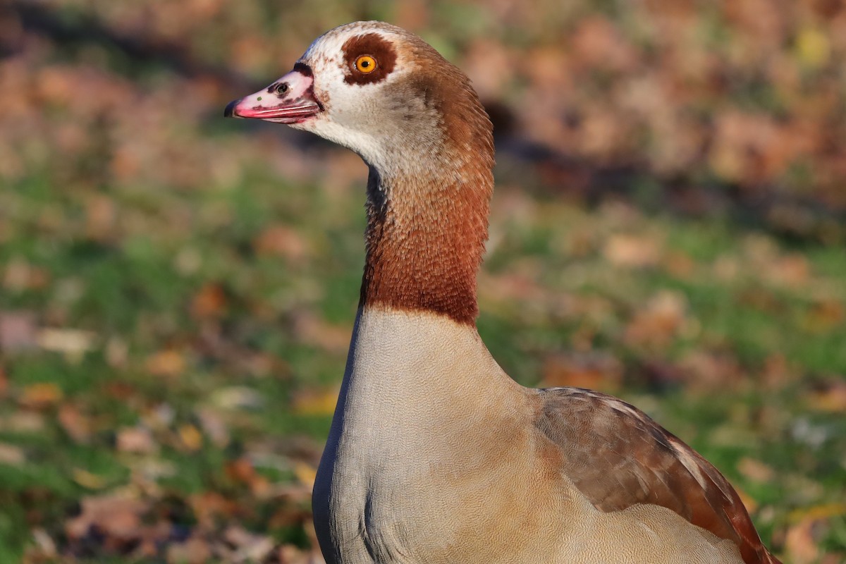 Egyptian Goose - ML646976392