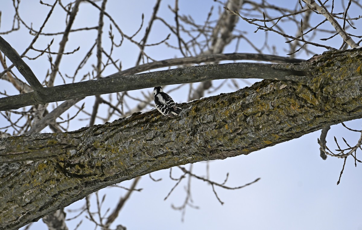 Pic mineur - ML646976393