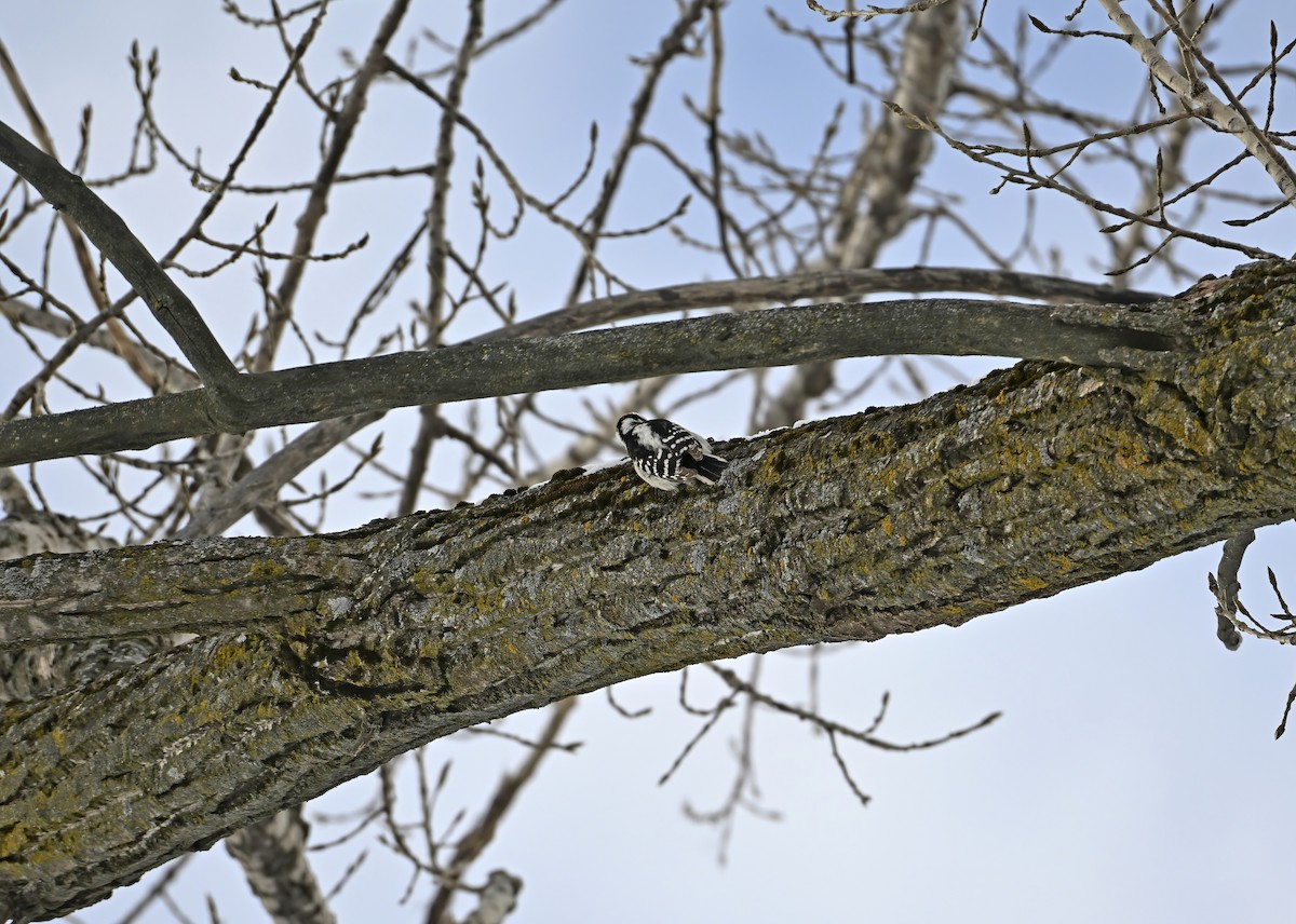 Pic mineur - ML646976394