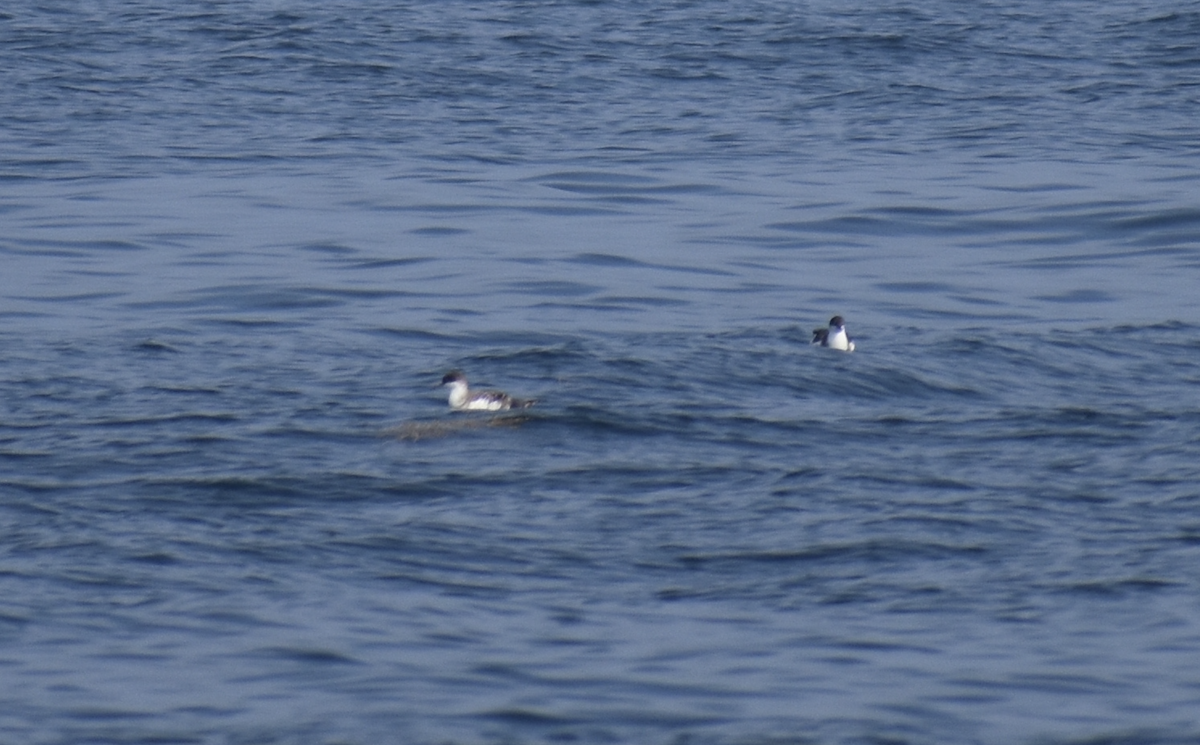 Gabai handia - ML646976395