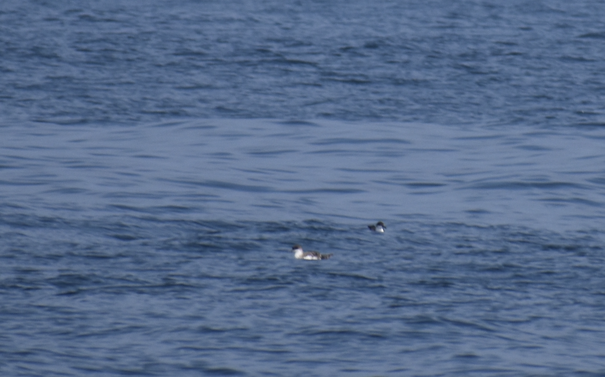 Gabai handia - ML646976396