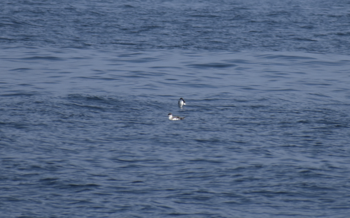 Gabai handia - ML646976397