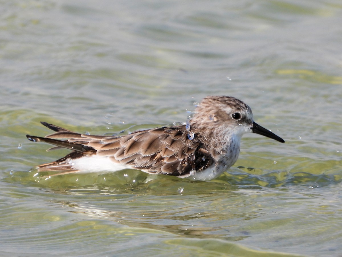 Küçük Kumkuşu - ML646976399