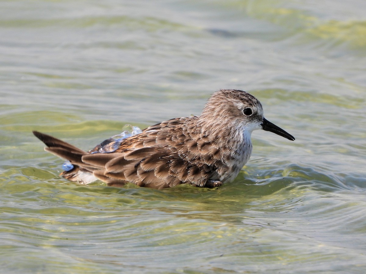 Küçük Kumkuşu - ML646976402