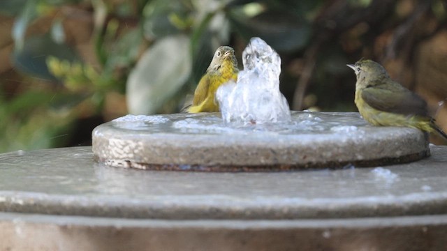 ズアカアメリカムシクイ - ML646976406